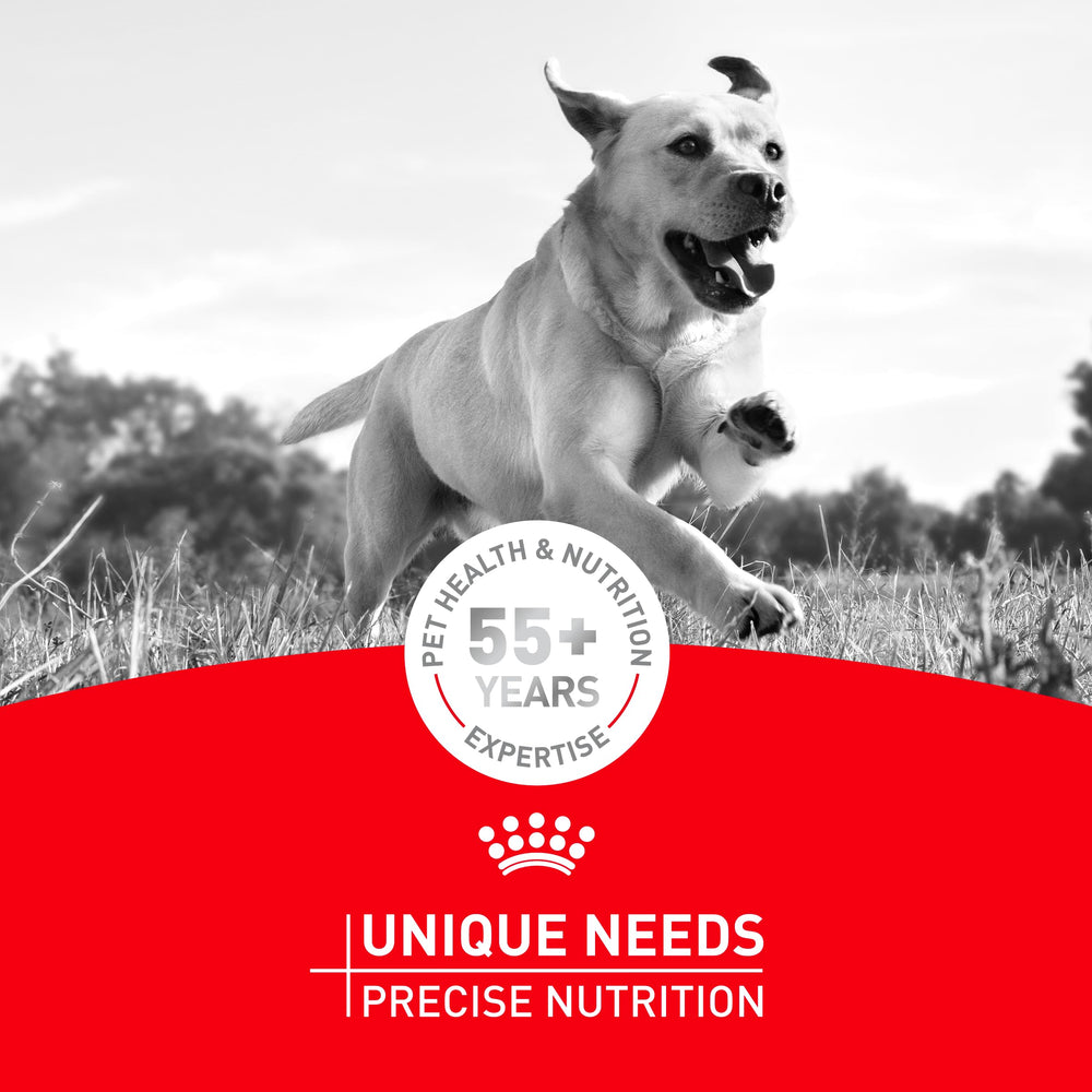 Royal Canin Bouledogue Français – formulation élaborée par des experts pour l'équilibre nutritionnel.