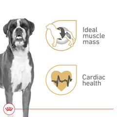 Texture pâté en sauce du Royal Canin Boxer Adulte, appétente et facile à manger.