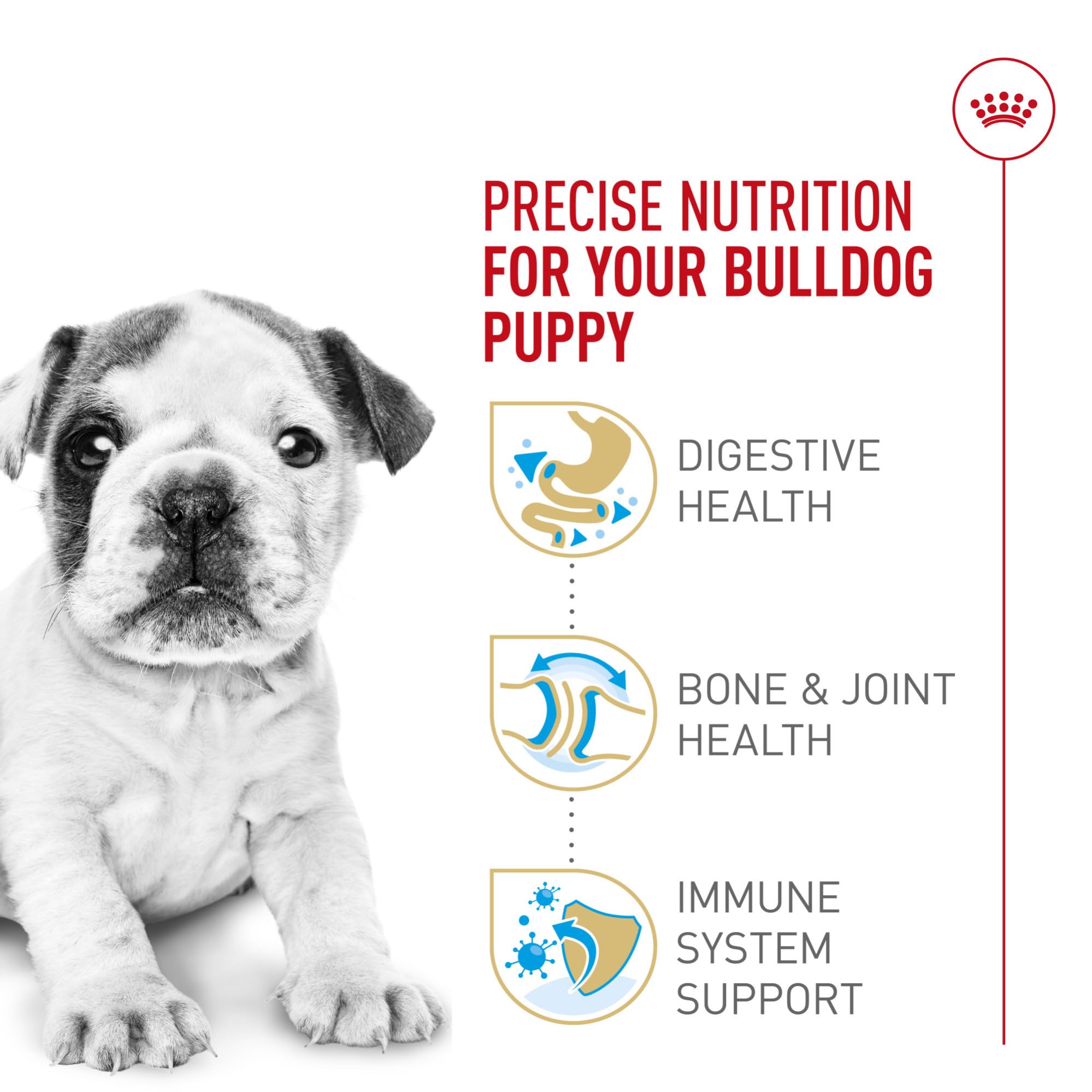 Antioxydants et vitamine E soutiennent potentiellement l’immunité du chiot