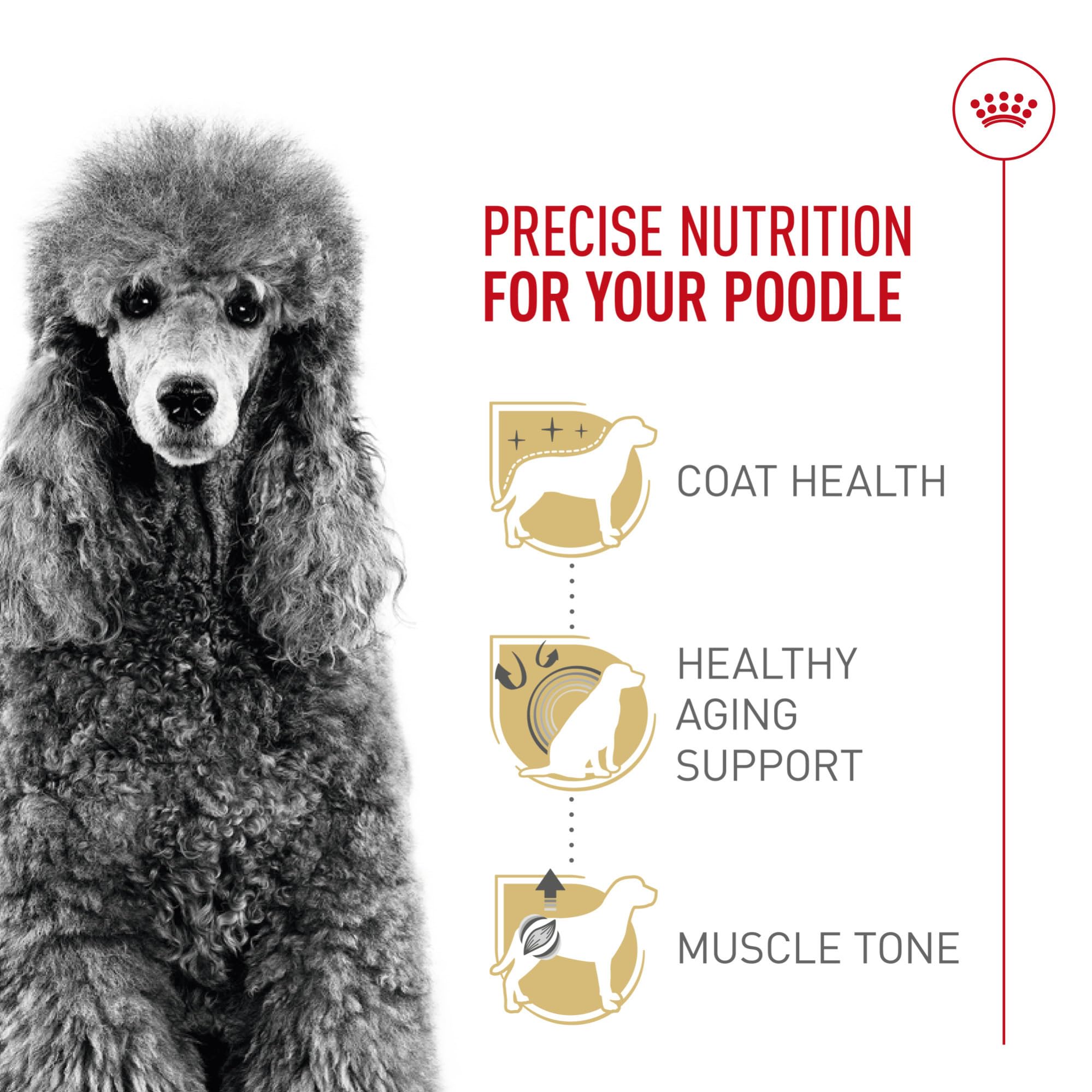 Caniche adulte Royal Canin: soutien musculaire avec protéines précises