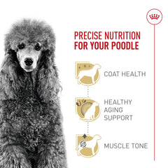 Caniche adulte Royal Canin: soutien musculaire avec protéines précises