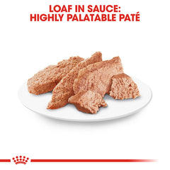 ROYAL CANIN Caniche Adulte pâté humide, appétence élevée