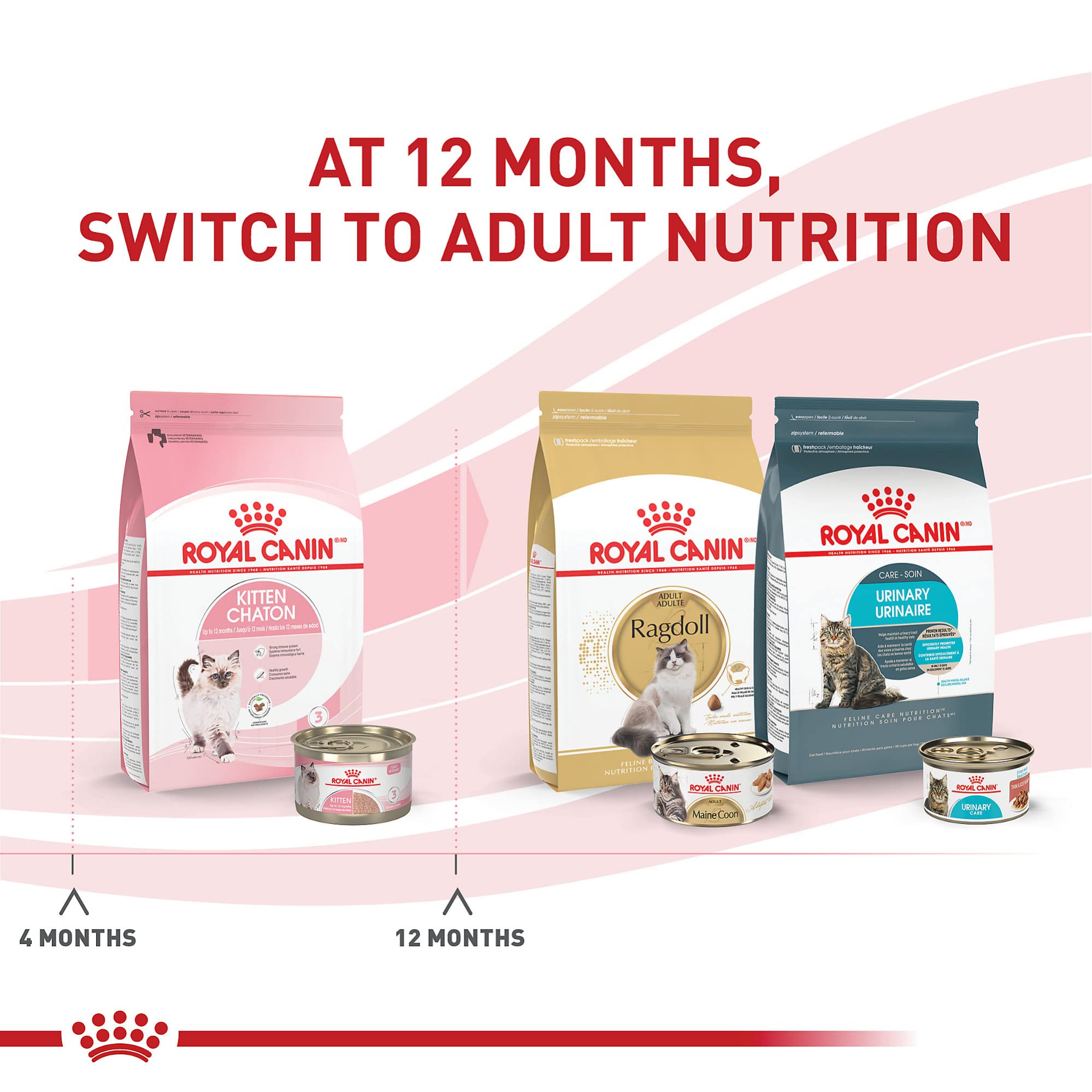 Chaton mangeant Royal Canin Kitten Loaf en Sauce, repas humide.