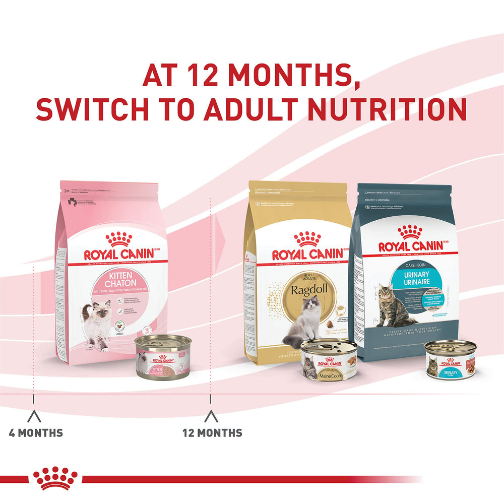 Chaton mangeant Royal Canin Kitten Loaf en Sauce, repas humide.