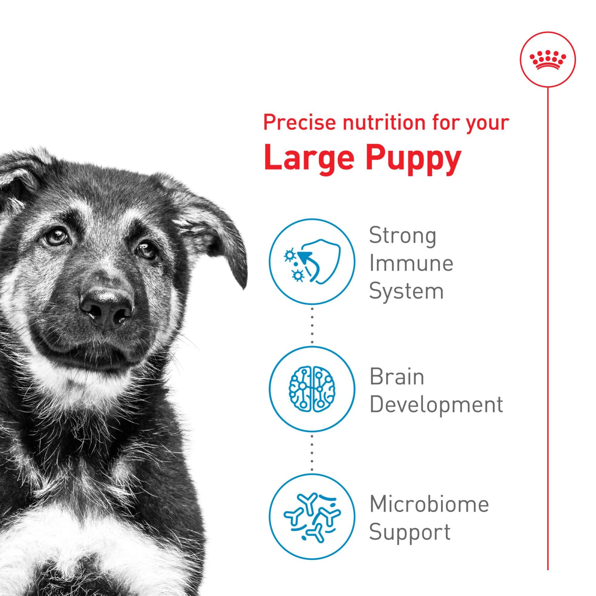Royal Canin chiot grand immunité et digestion – antioxydants et prébiotiques bénéfiques.