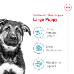 Royal Canin chiot grand immunité et digestion – antioxydants et prébiotiques bénéfiques.