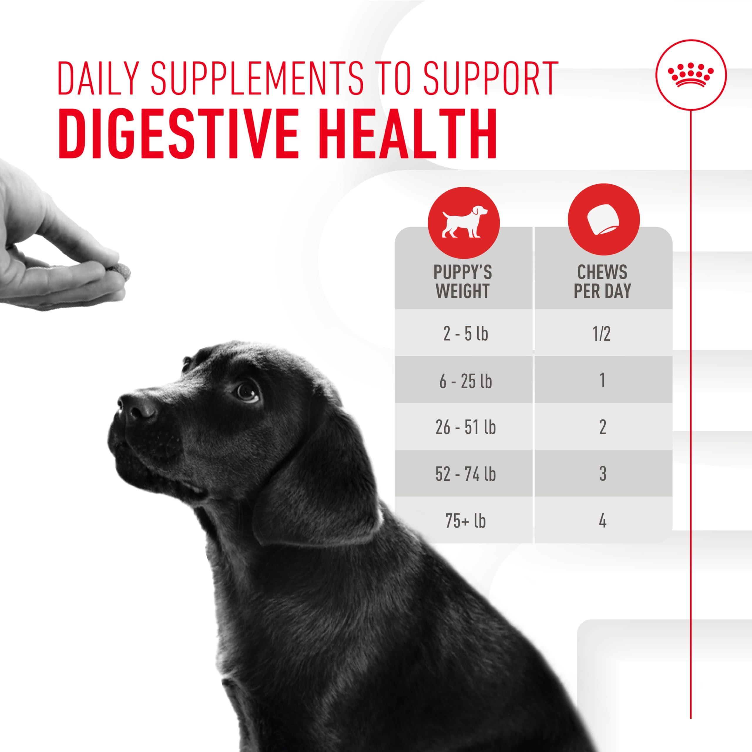 ROYAL CANIN Chiot – chiot en train de manger les friables, interaction positive