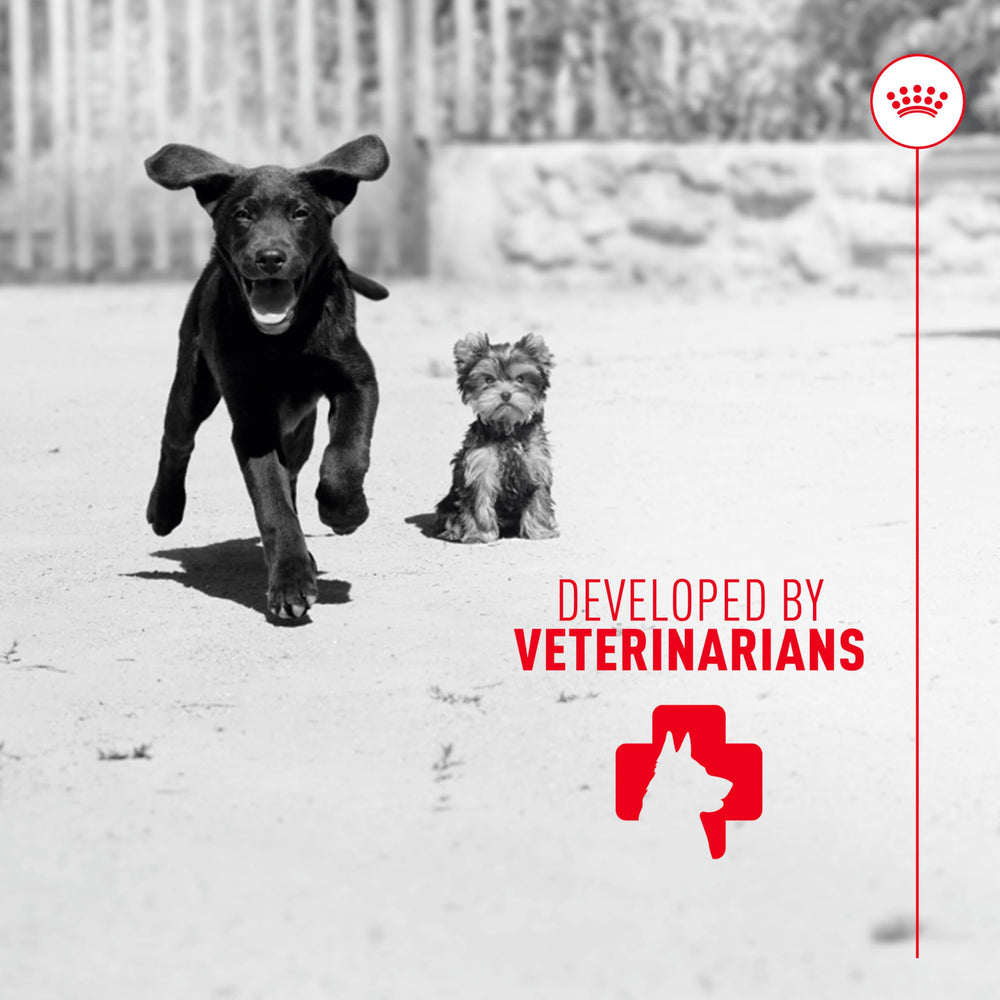 ROYAL CANIN Chiot – etiquettes et informations nutritionnelles visibles