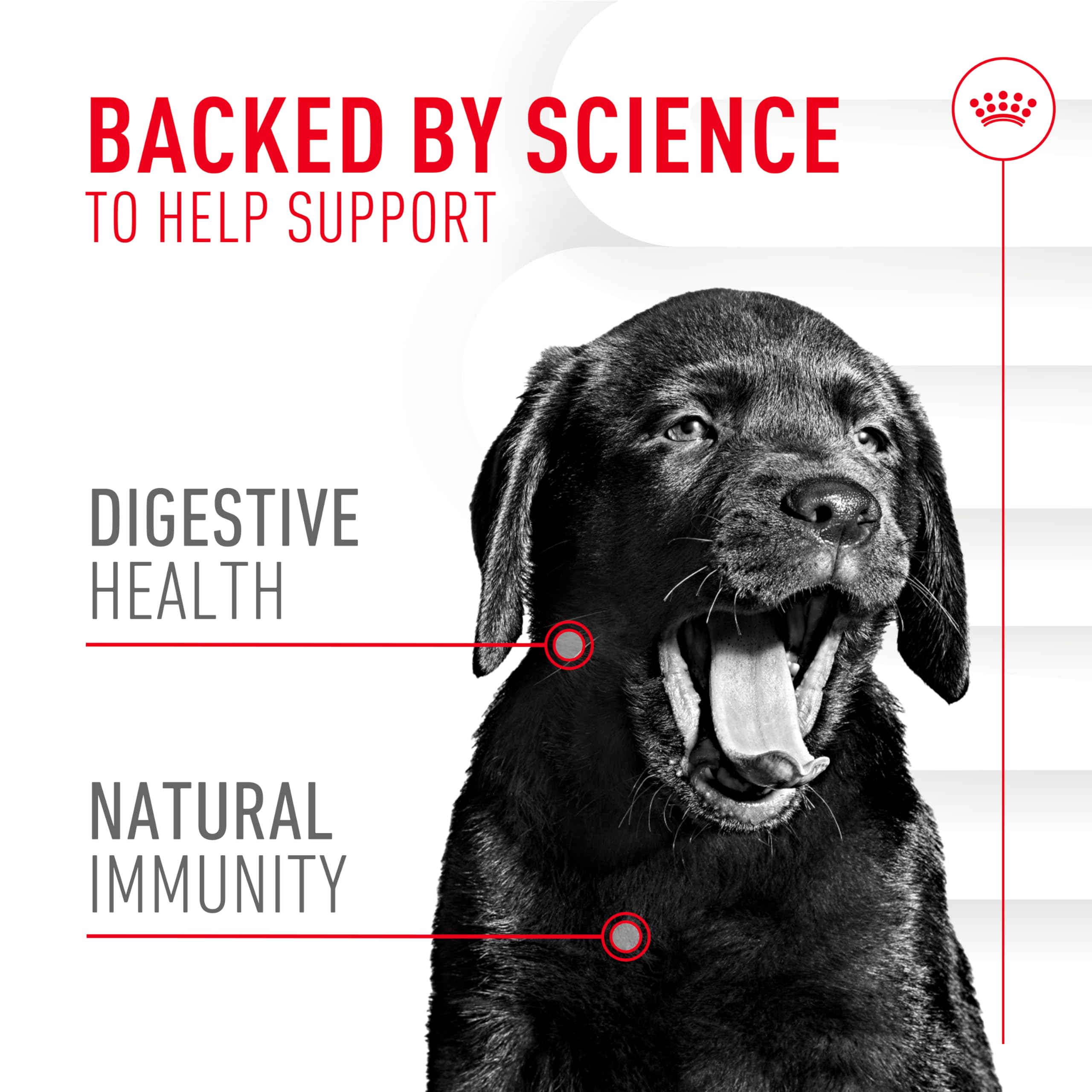 ROYAL CANIN Chiot – dose journalière affichée sur l'emballage