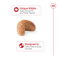 ROYAL CANIN Cocker Spaniel Adulte bol-eau et croquettes, repas fluide.
