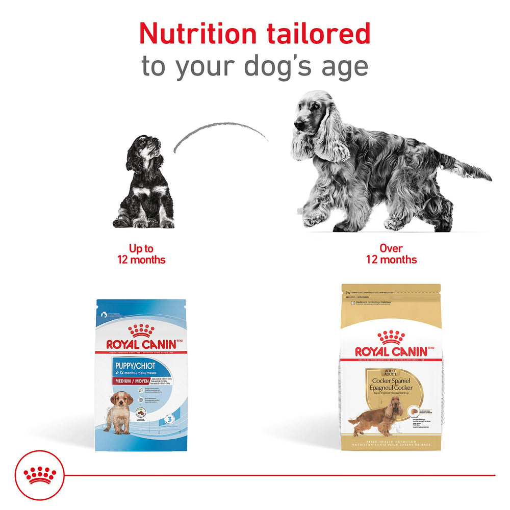 ROYAL CANIN Cocker Spaniel Adulte formule equilibrée pour le poids et le coeur.