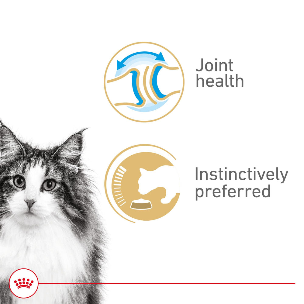 Royal Canin Aging – complexe HealthyAge7 soutenant la vitalité des chats seniors.