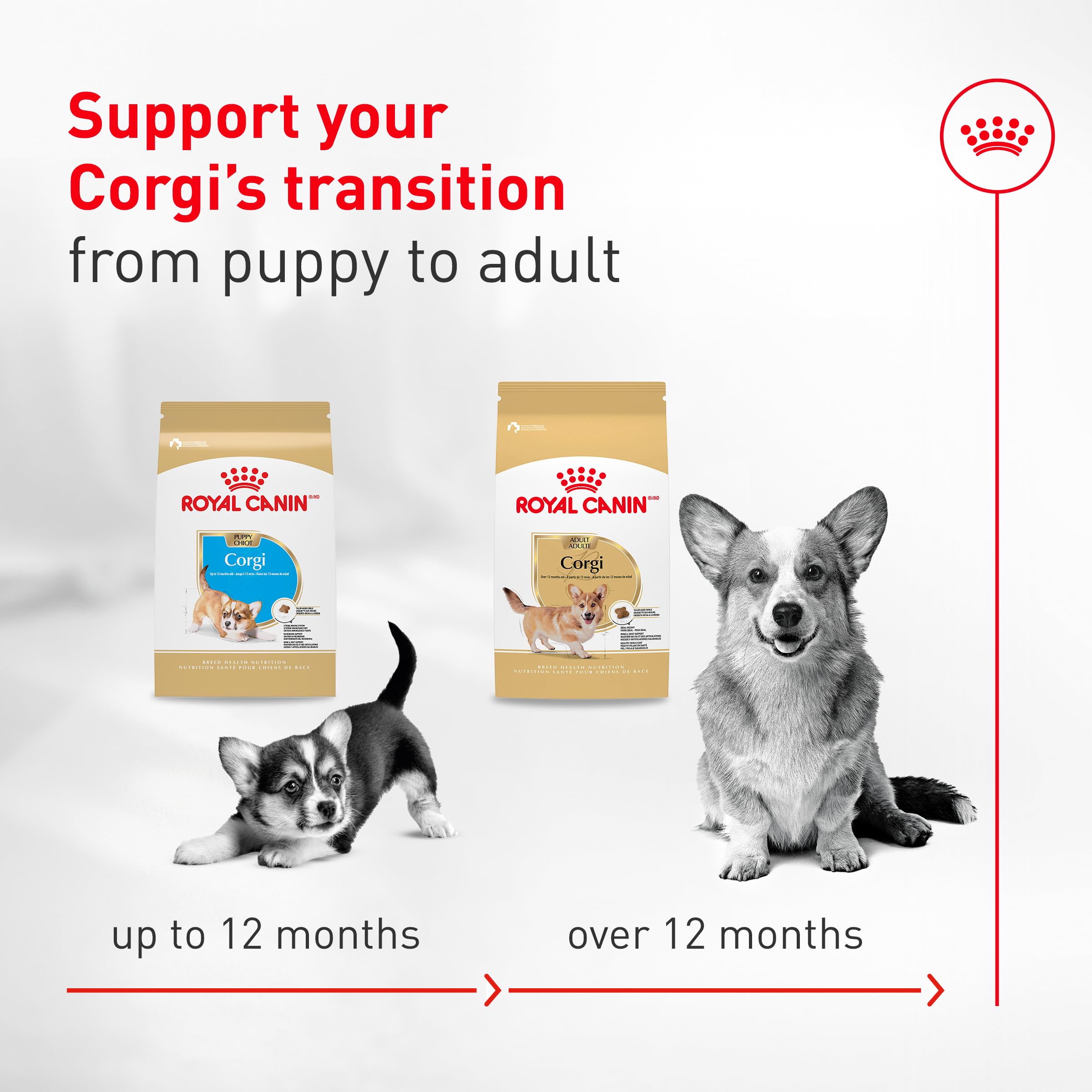 Royal Canin Corgi Adult – articulations-soutien pour les mouvements quotidiens