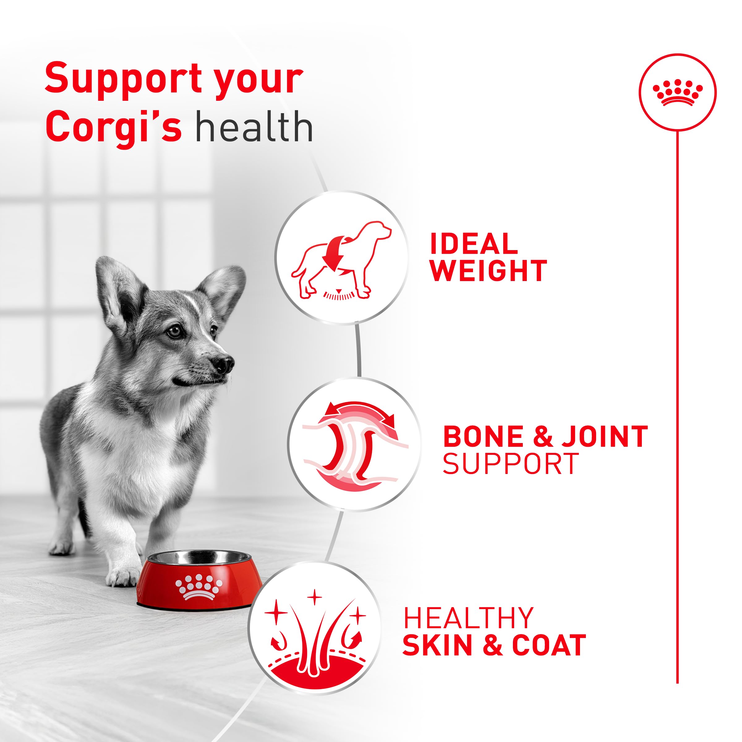 Royal Canin Corgi Adult – croquettes-pelage-sain et appétit équilibré