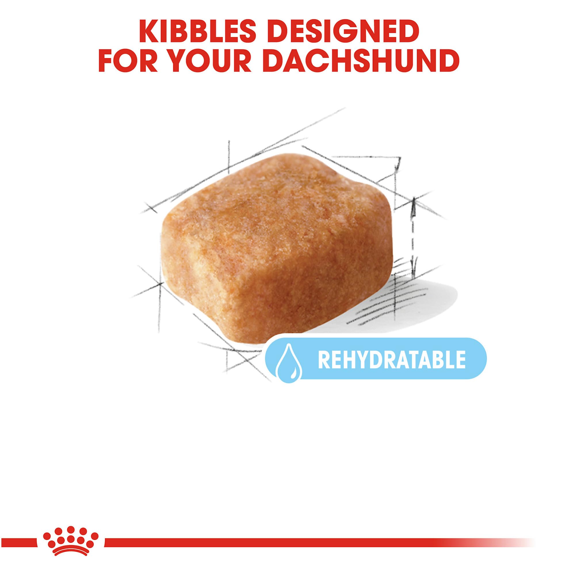 Royal Canin Dachshund 8+ antioxydants pour soutenir le vieillissement sain et les cellules