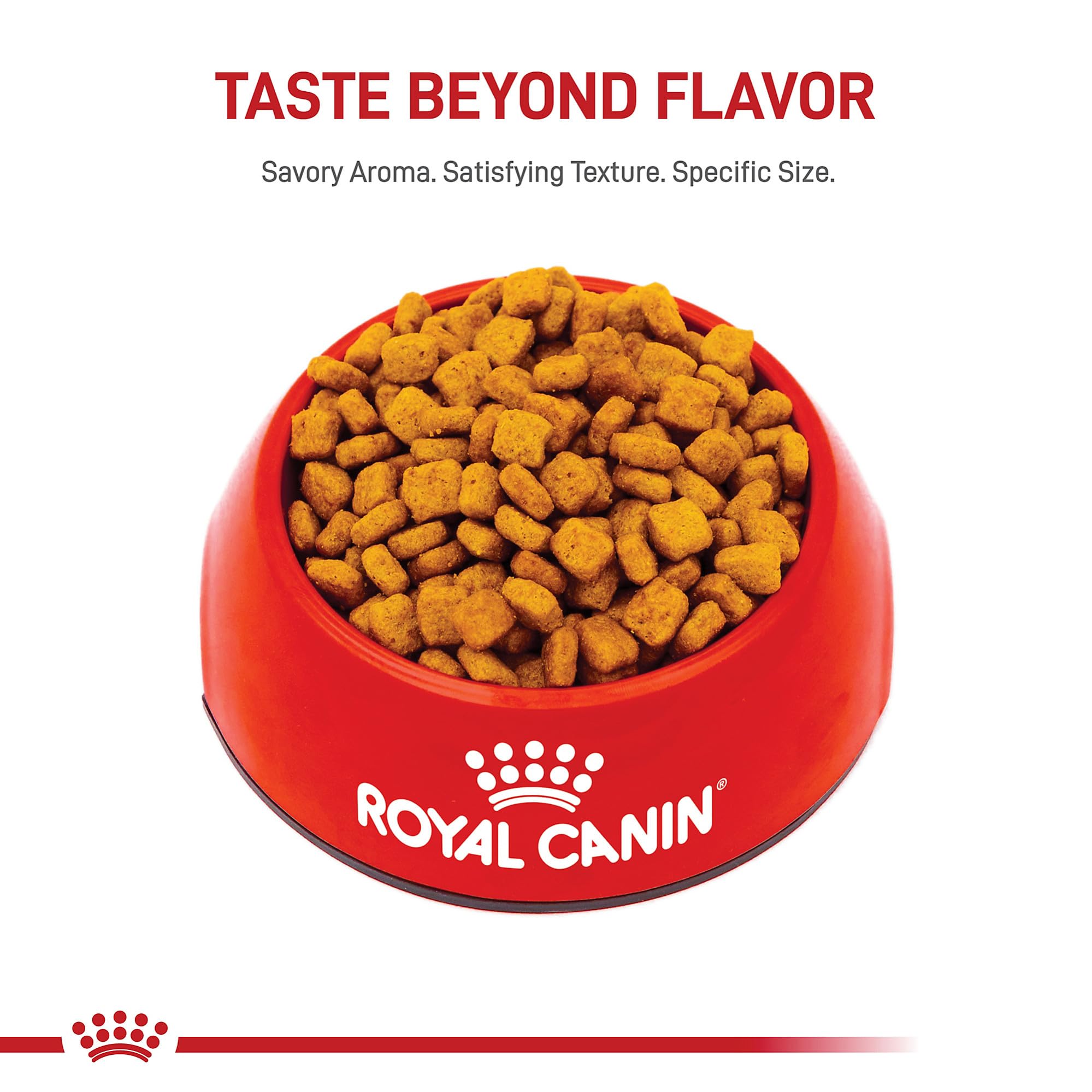 ROYAL CANIN Dachshund Adulte – nutrition adaptée pour les seniors Dachshund 8+.
