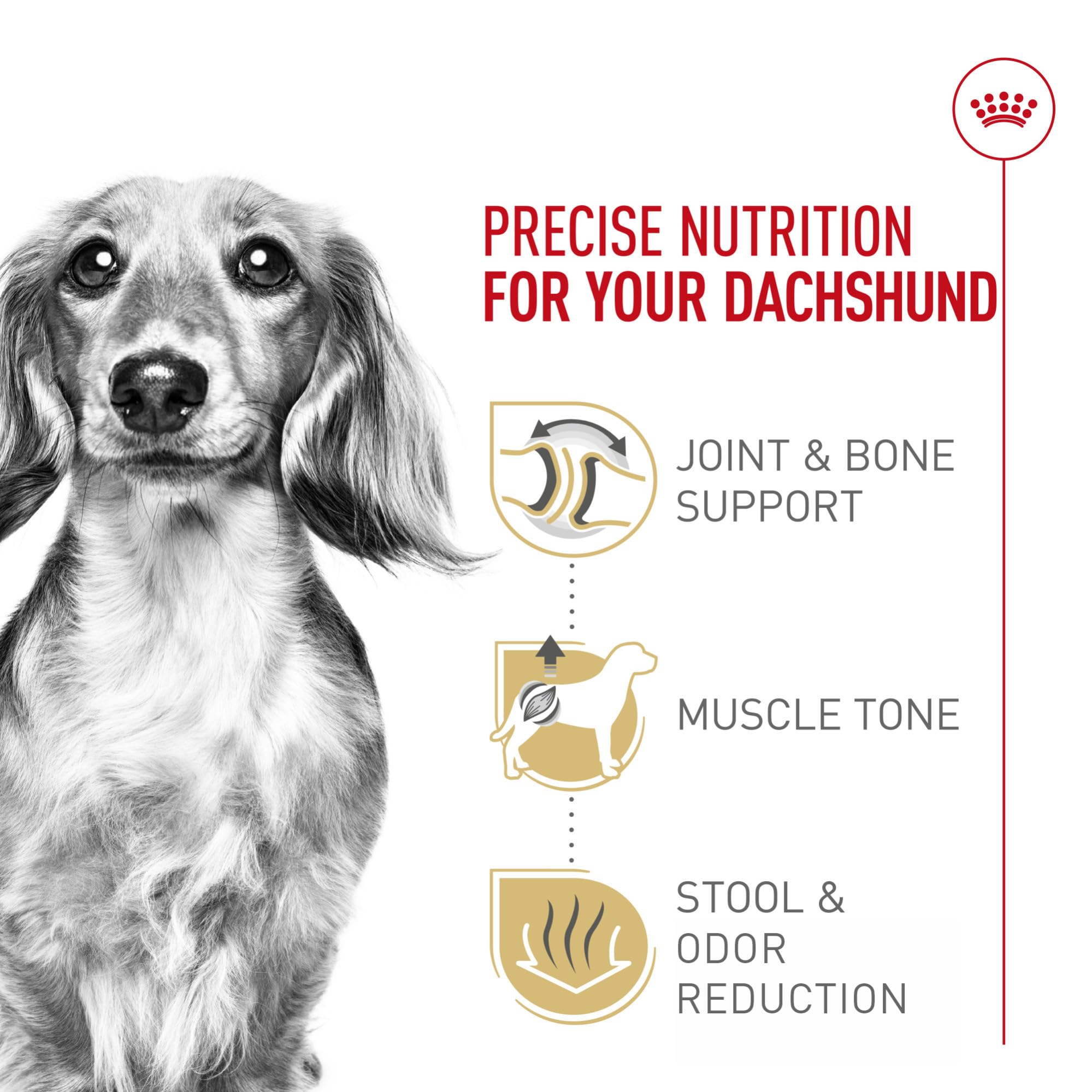 ROYAL CANIN Dachshund Adulte – protéines précises et L-carnitine pour le maintien musculaire.