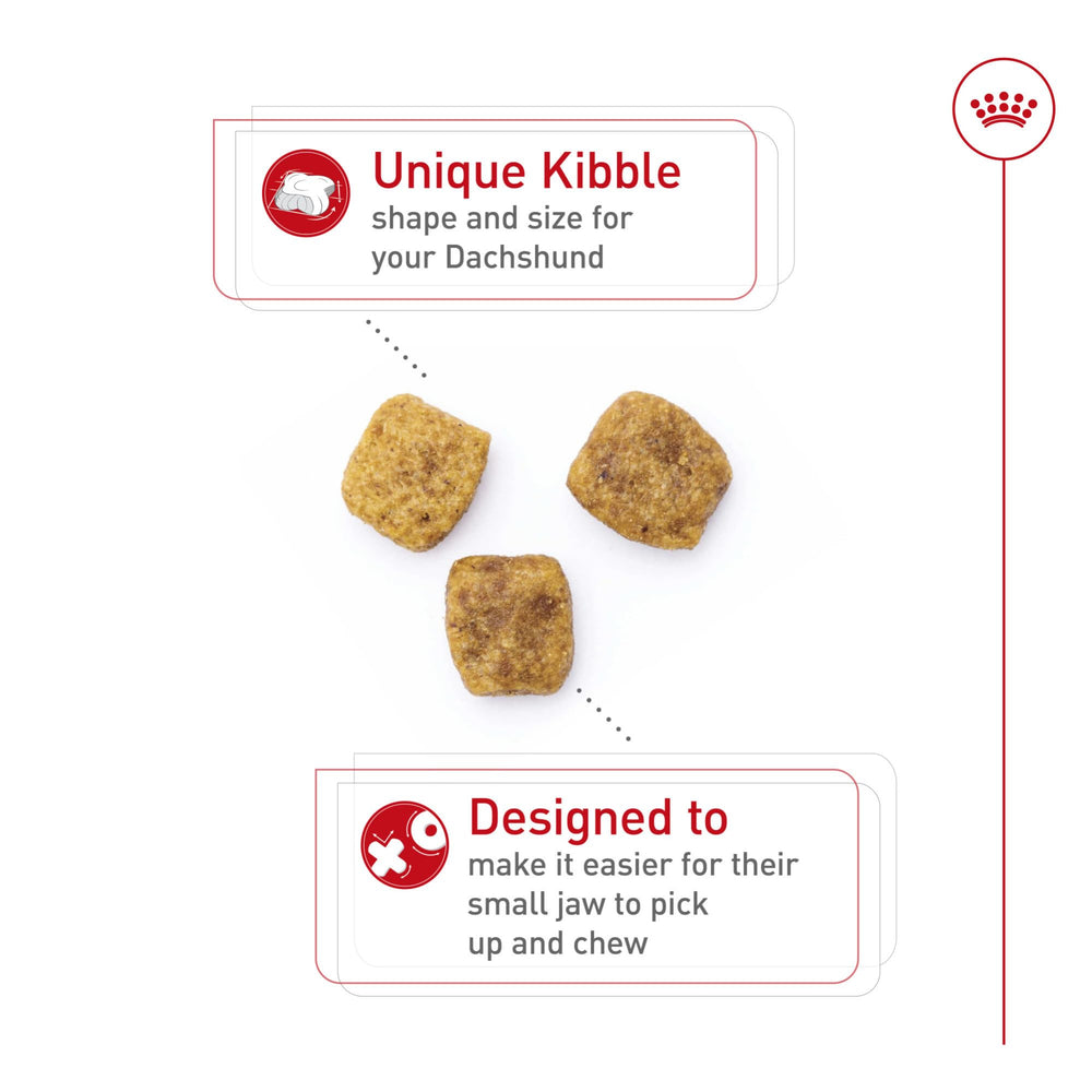 ROYAL CANIN Dachshund Adulte – soutien des os et articulations grâce au calcium et au phosphore.