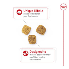 ROYAL CANIN Dachshund Adulte – soutien des os et articulations grâce au calcium et au phosphore.