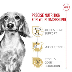 Royal Canin Dachshund Adult – tonus musculaire renforcé par protéines et L-carnitine.