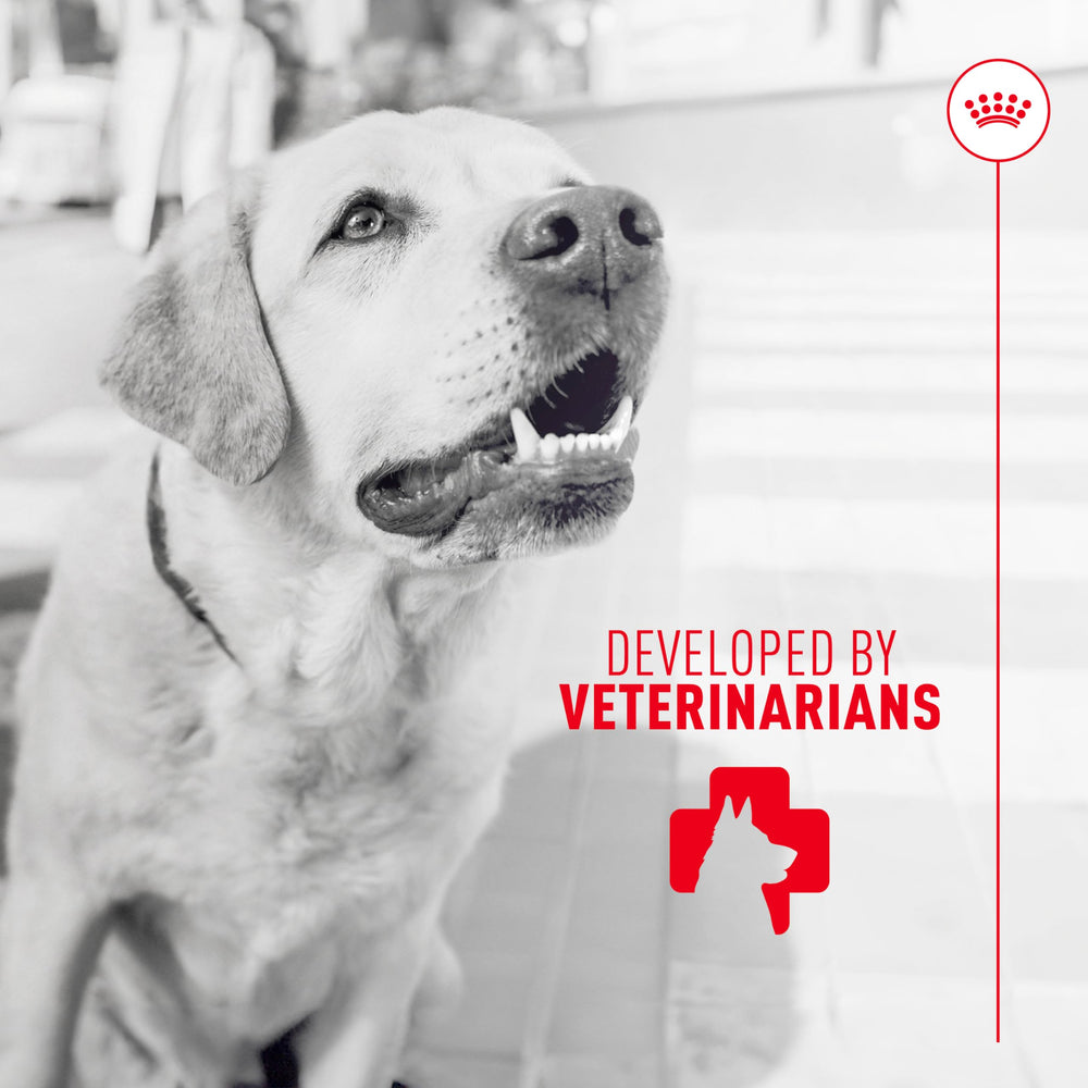 Usage quotidien et complément alimentaire ROYAL CANIN pour adultes
