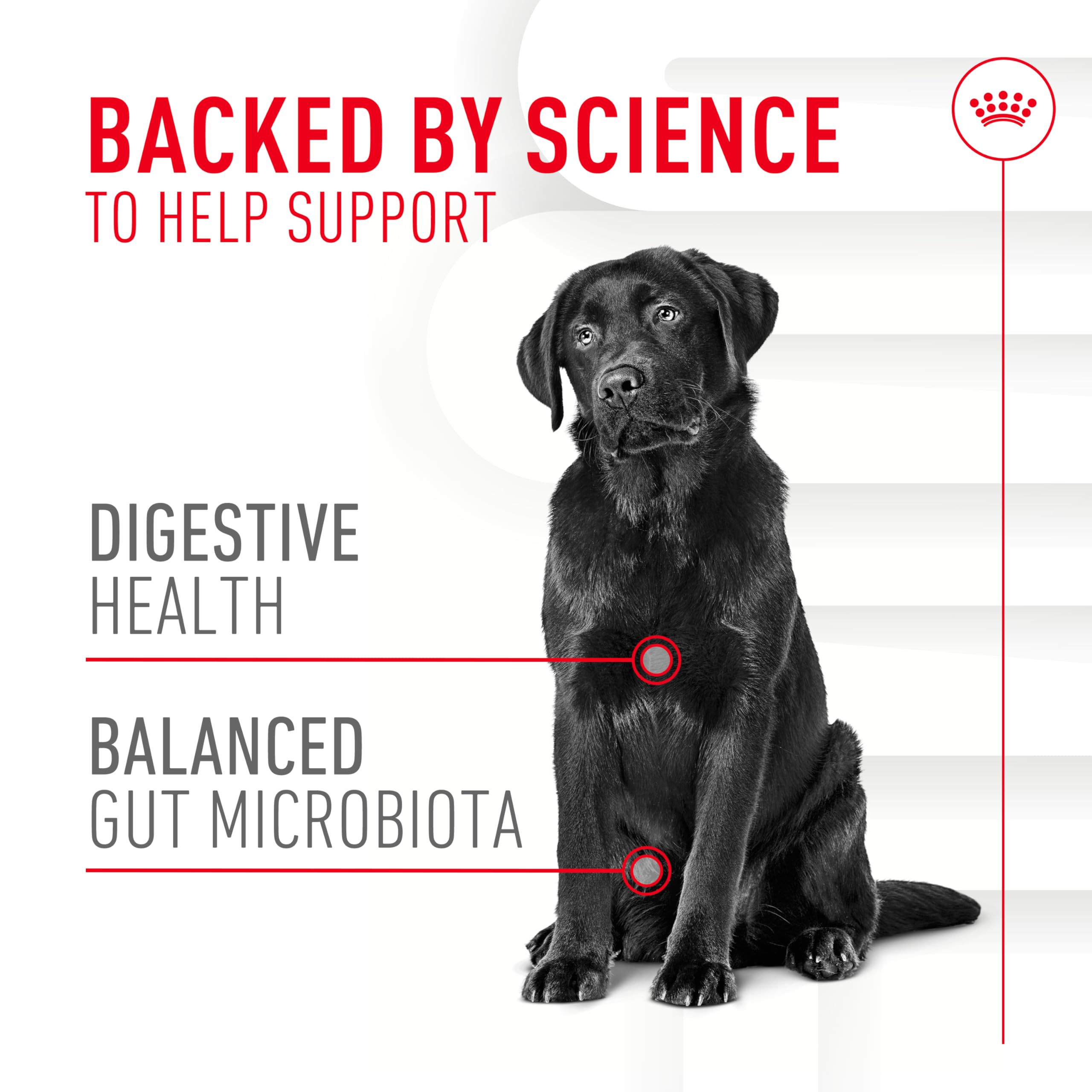 Chien dégustant une friandise molle ROYAL CANIN