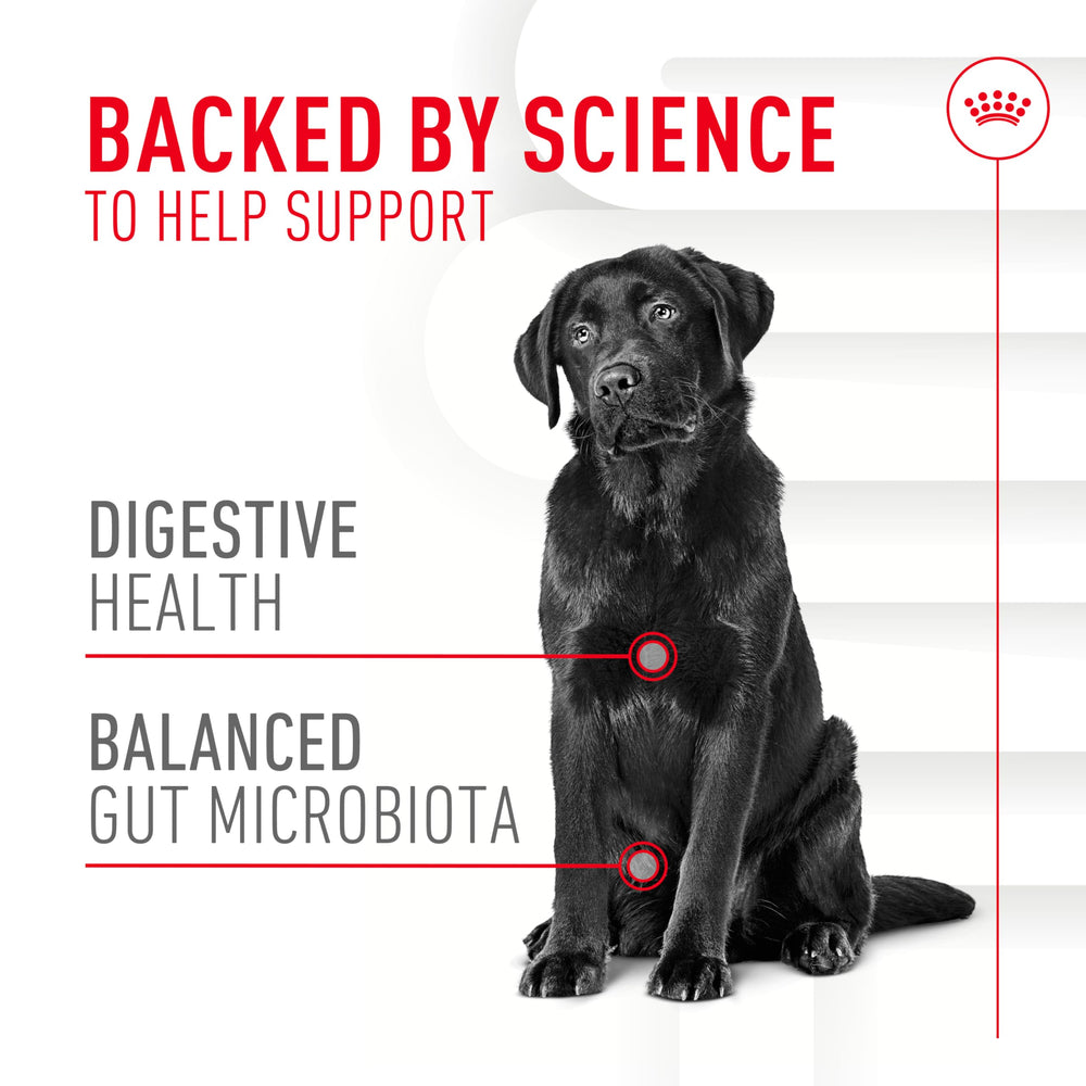 Chien dégustant une friandise molle ROYAL CANIN