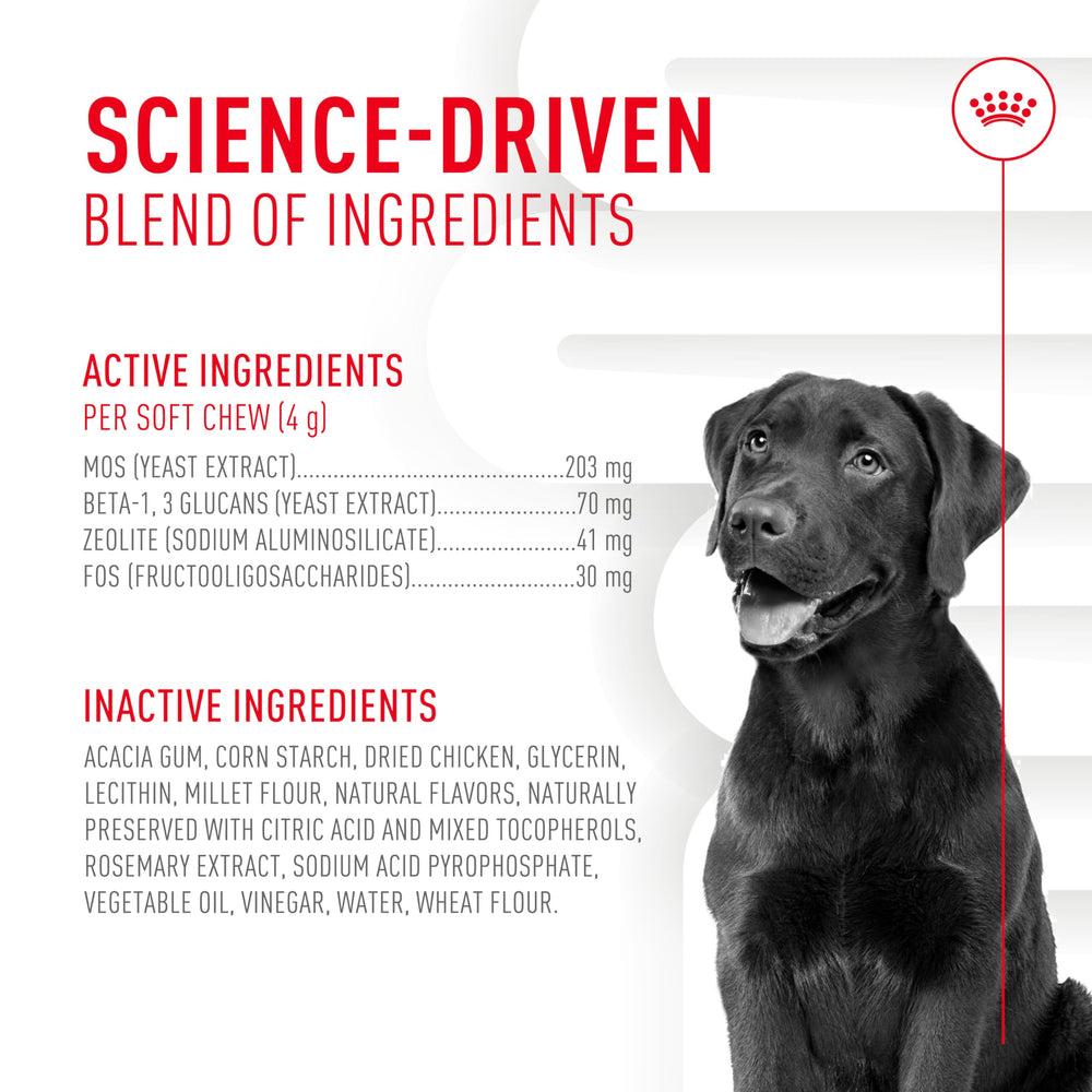 Ingrédients prébiotiques visibles dans la formule ROYAL CANIN