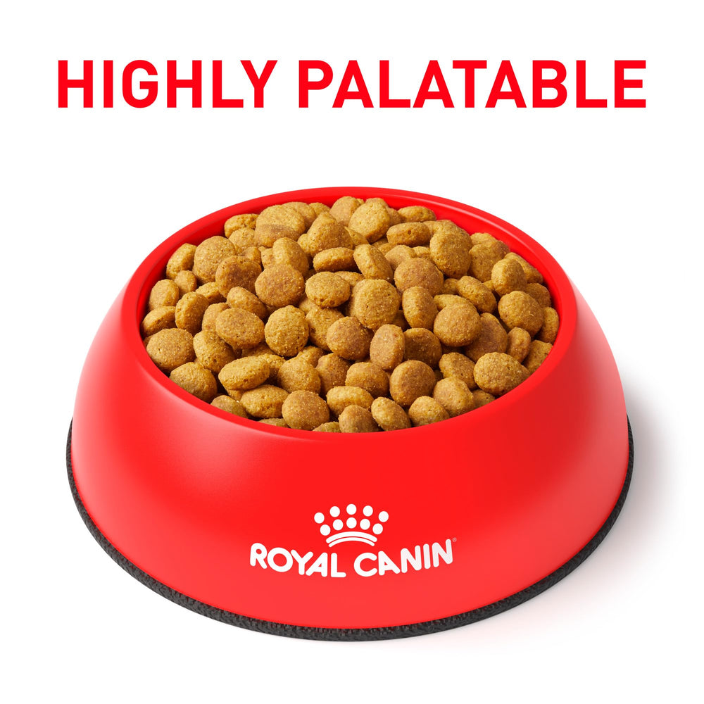 Croquettes sèches Royal Canin Feline Urinary So Dry, texture adaptée.