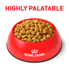Croquettes sèches Royal Canin Feline Urinary So Dry, texture adaptée.