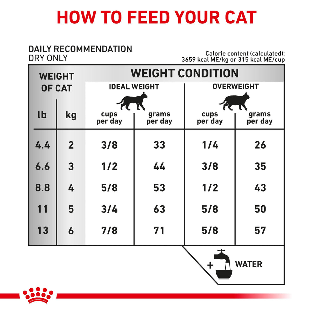 Chat dégustant l'alimentation sèche Royal Canin Urinary So Dry.