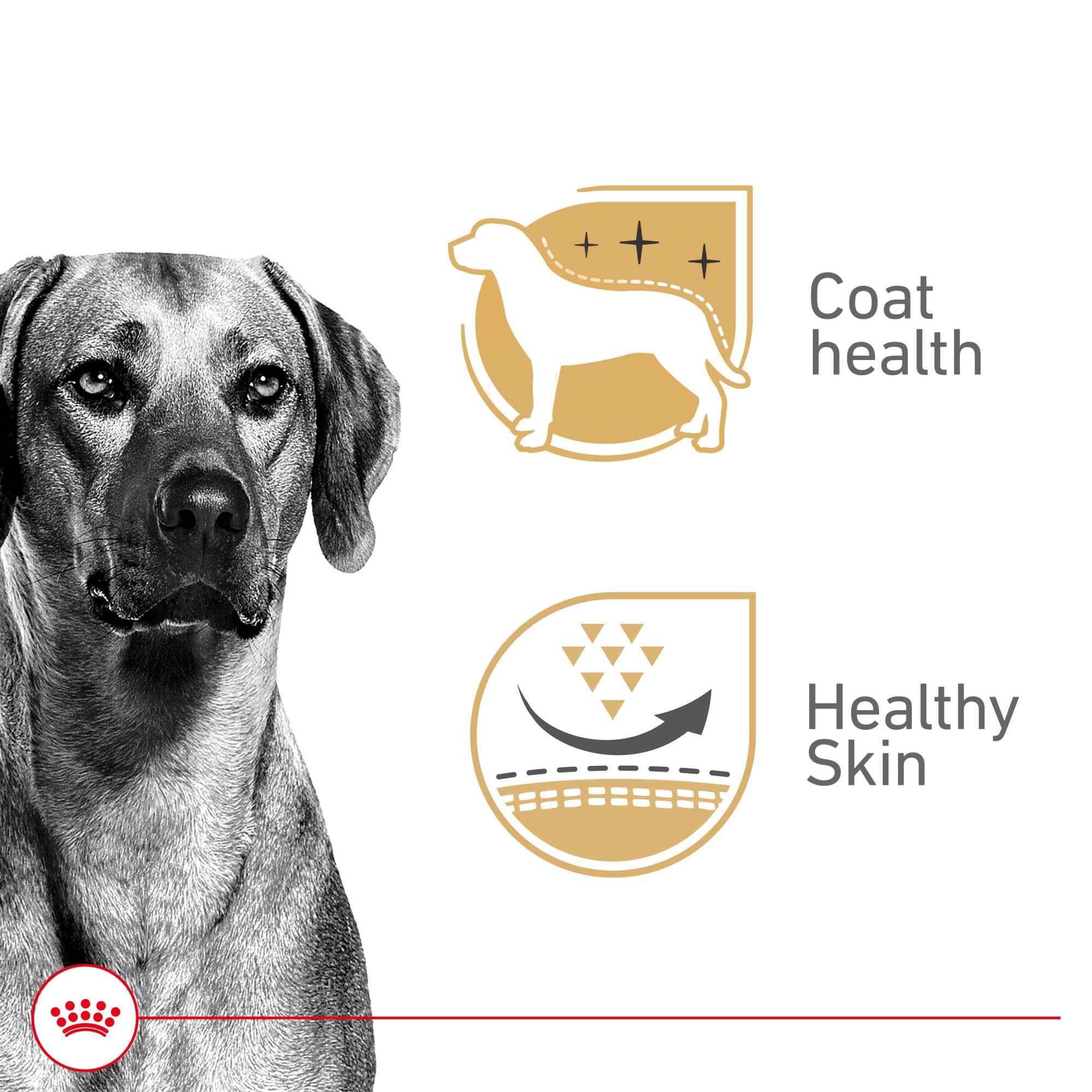Royal Canin formule enrichie en vitamines B et minéraux pour le pelage.