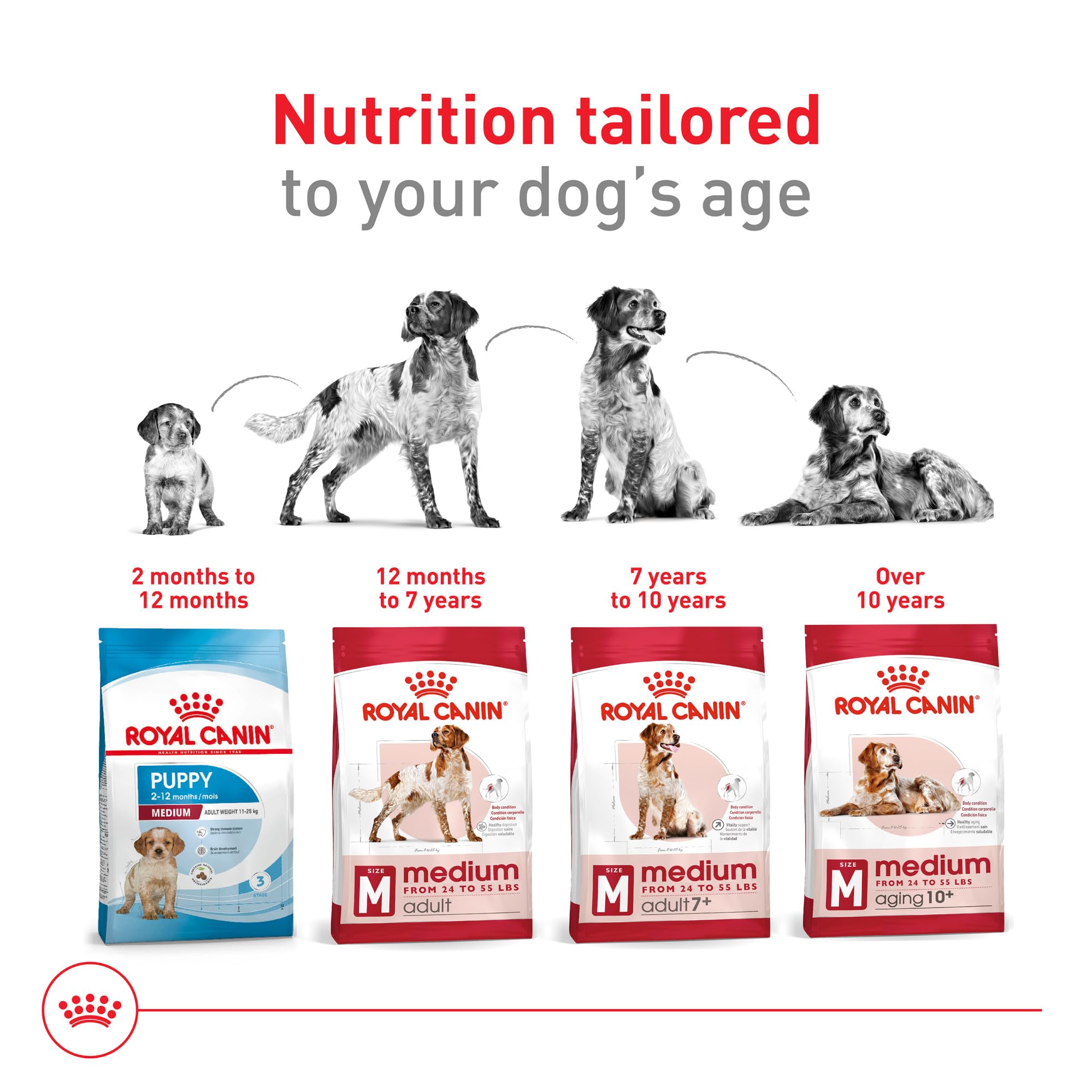 Royal Canin formule pour chien moyen âgé de 7 ans et plus en croquettes.