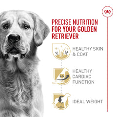 Royal Canin Golden Retriever — taurine, EPA et DHA pour le cœur.