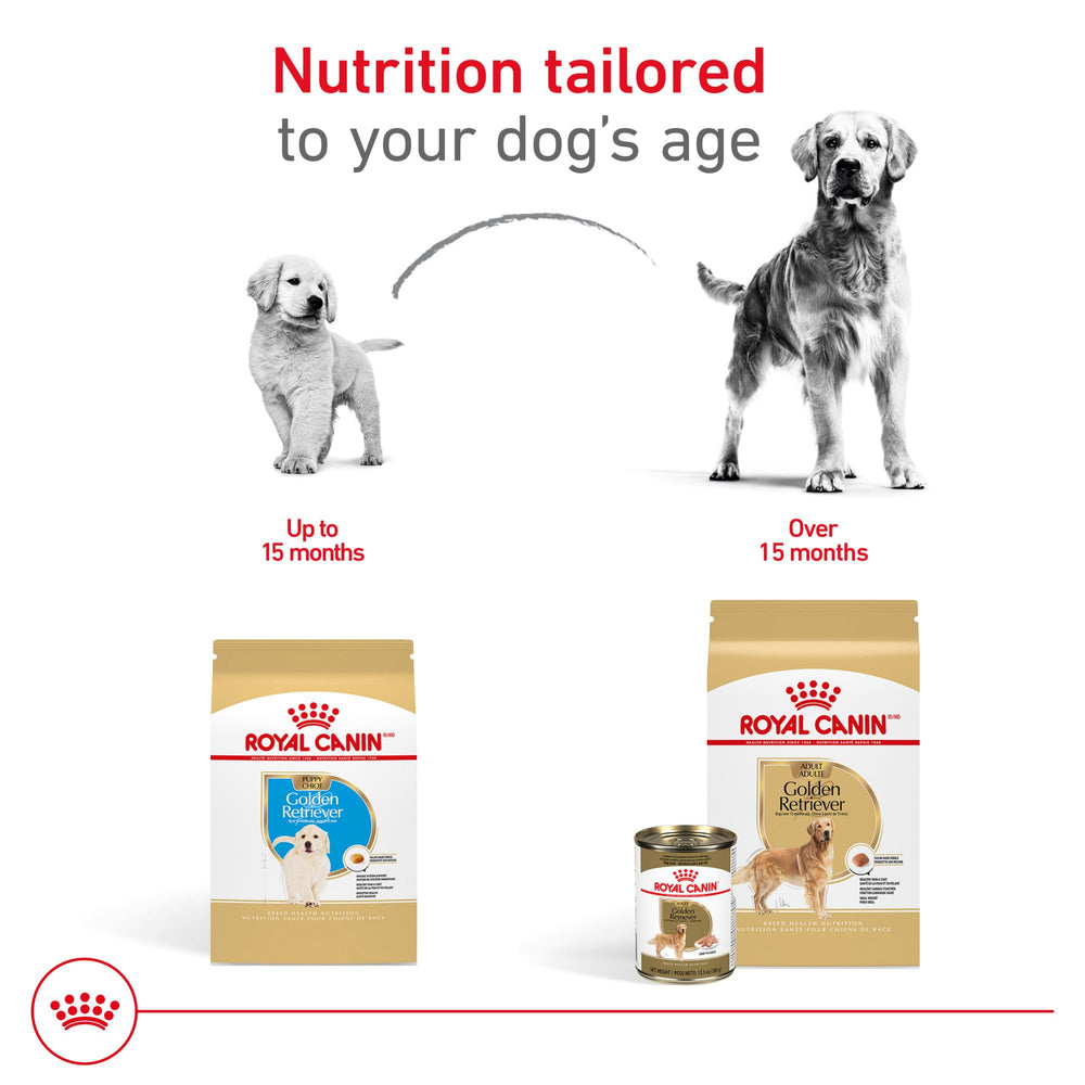 Royal Canin Golden Retriever — kibble incite à mastiquer durablement.