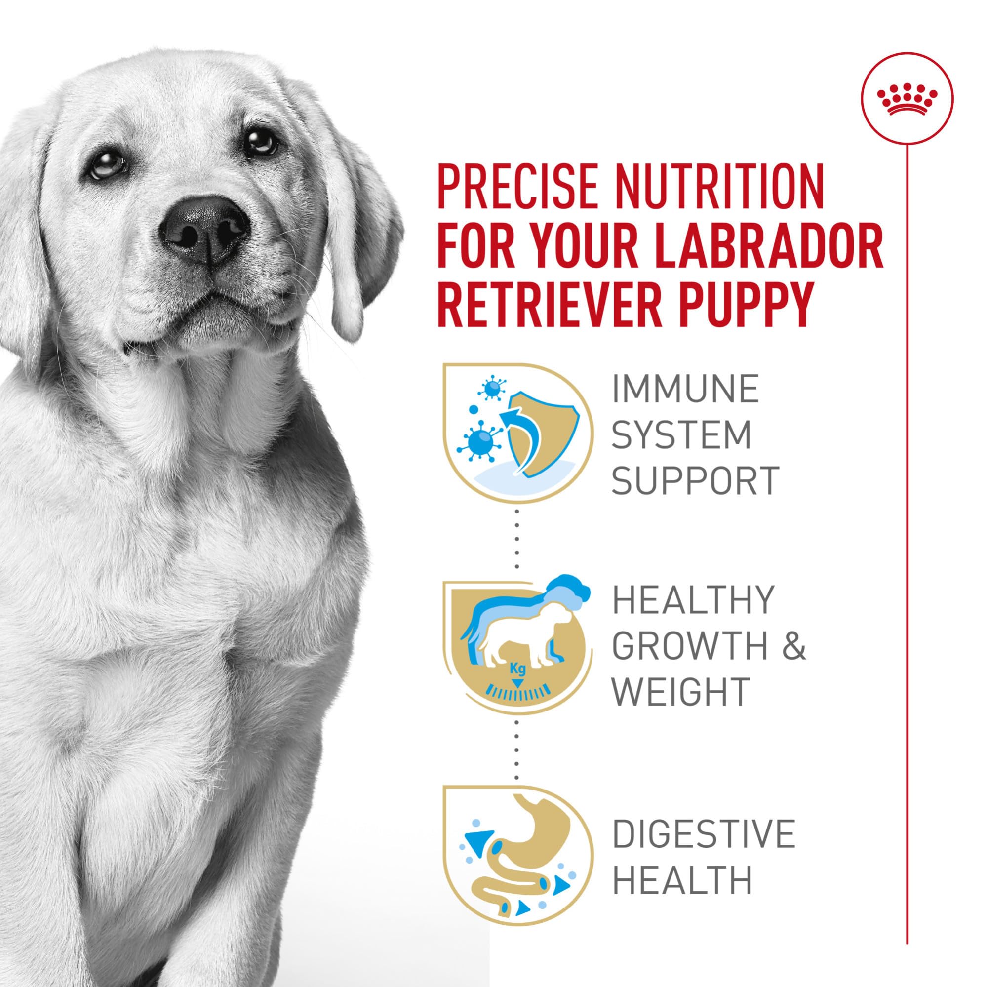 ROYAL CANIN Labrador chiot calcium et phosphore pour les os et les articulations.