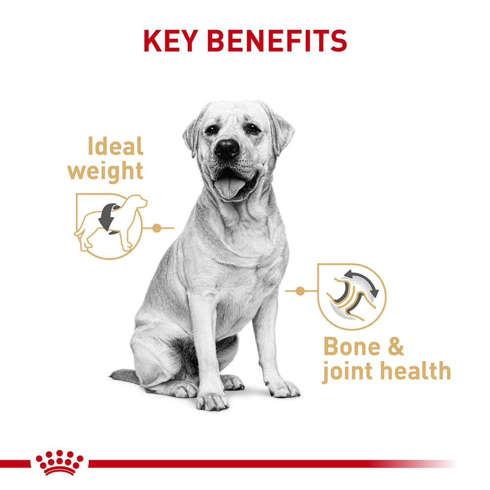 Royal Canin Labrador Retriever nourriture humide pate, appétence élevée.