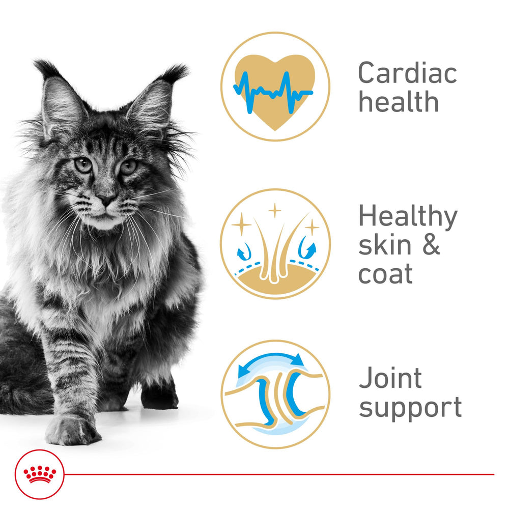 Royal Canin Maine Coon Adulte – Peau et poil brillants avec formule ciblée.