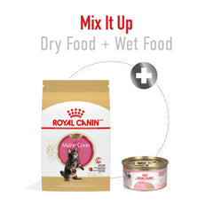 Royal Canin Maine Coon Kitten – digestion facilitée par protéines hautement digestibles