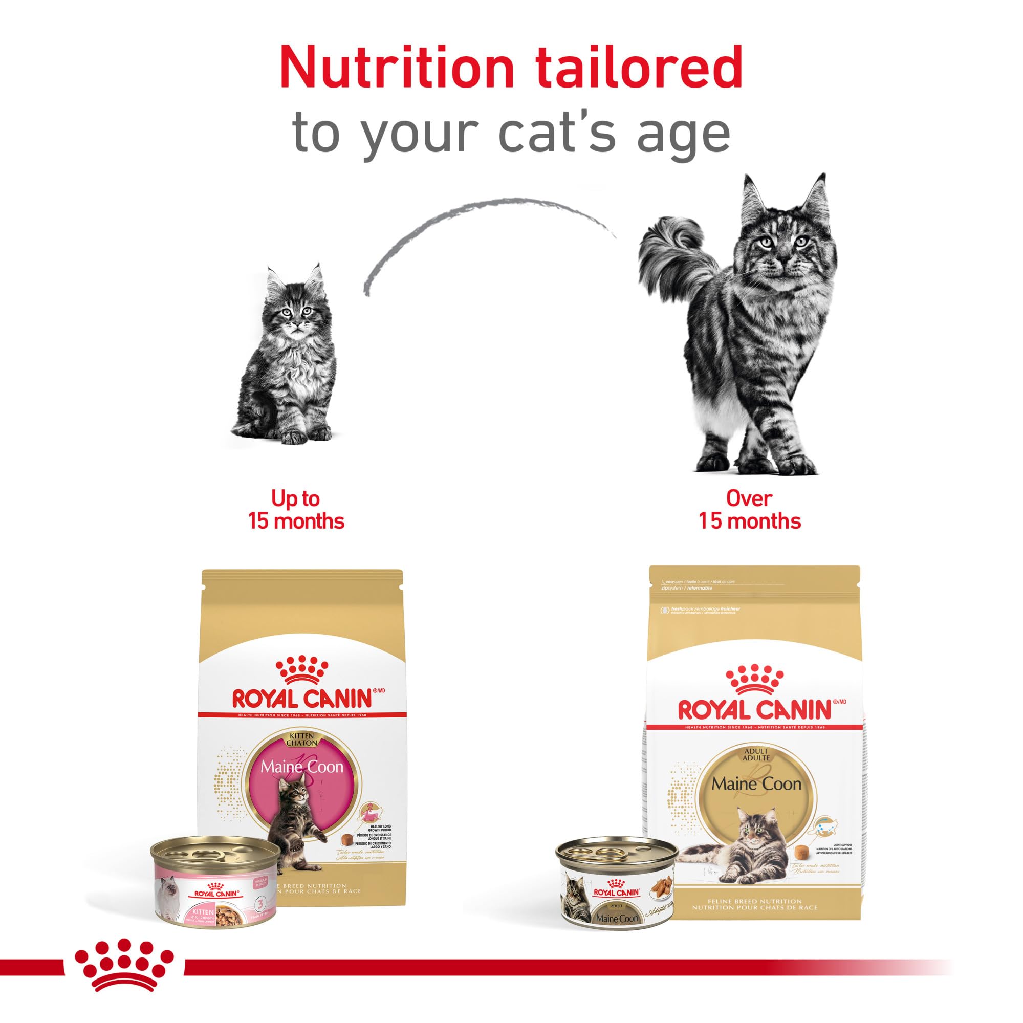 Royal Canin Maine Coon Kitten – immunité renforcée avec antioxydants et vitamines