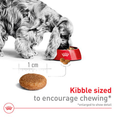 Royal Canin Medium Adult: maintien du poids et des muscles chez le chien moyen adulte.