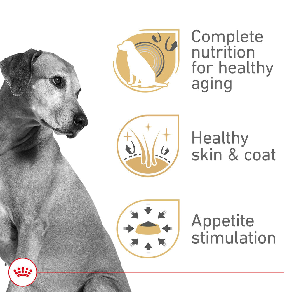 ROYAL CANIN Mature Adulte en Gel — image montrant l'arôme appétissant pour stimuler l'appétit des chiens difficiles