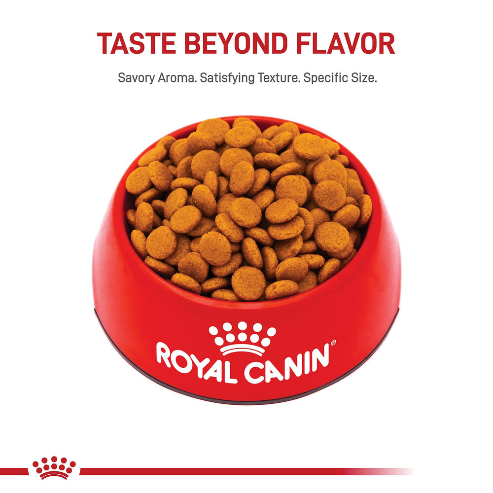Royal Canin bol-repas pour chien moyen, textures variées stimulant l’appétit.