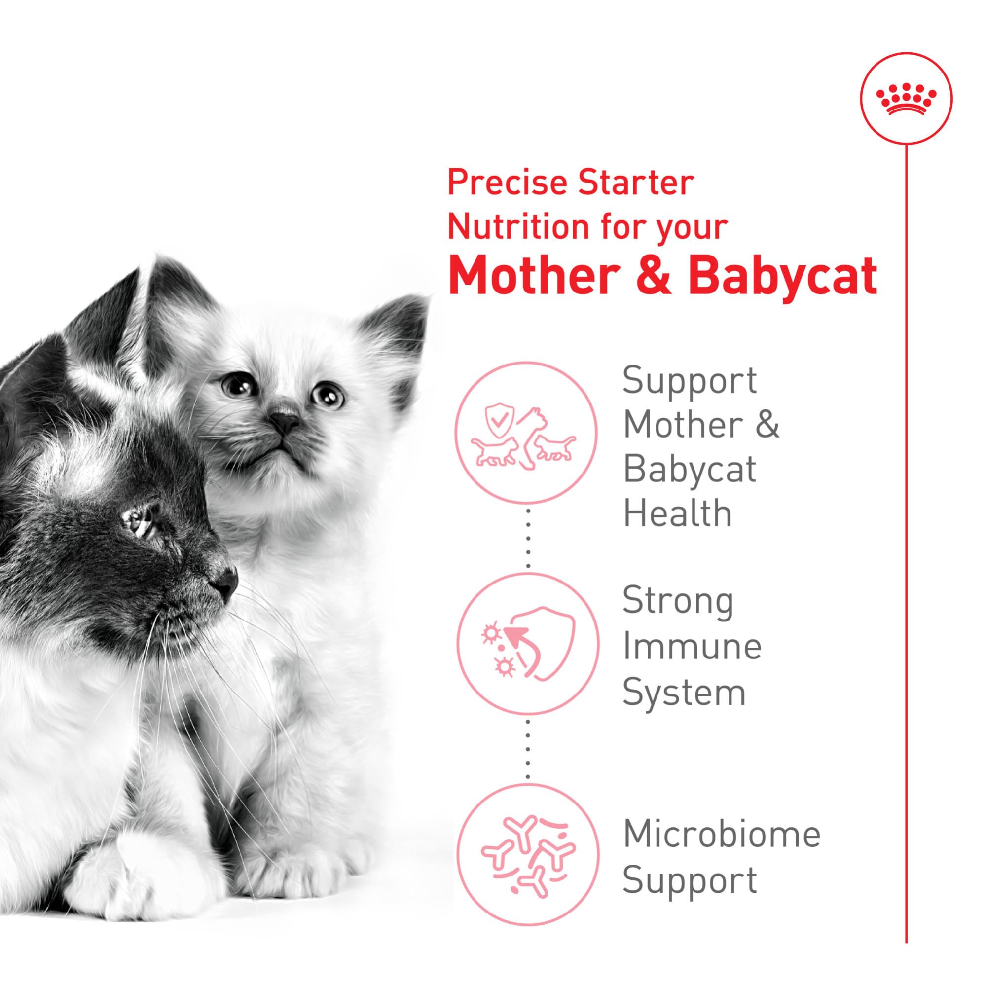 ROYAL CANIN Mère & Babycat transition lait-solide en douceur grâce à la nourriture solide.