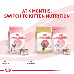 Royal Canin Mère et Bébéchaton – antioxydants et vitamines soutiennent le développement immunitaire.