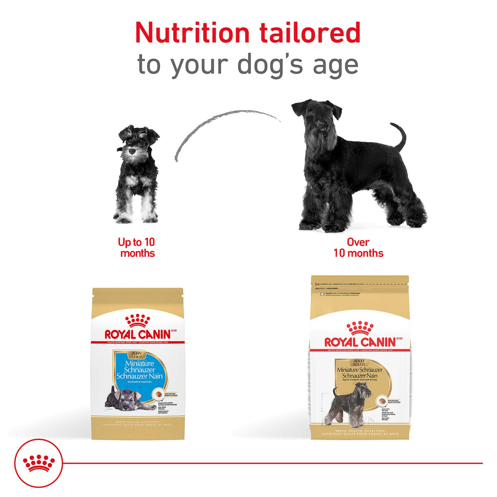 ROYAL CANIN Miniature Schnauzer Adulte – support nutritionnel quotidien pour la race