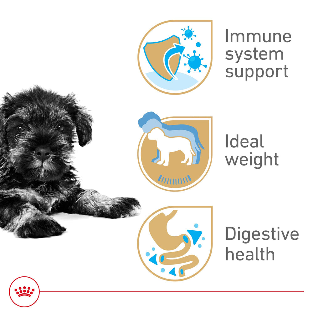 Kibble spécial Royal Canin Miniature Schnauzer Puppy, aide à la prise en bouche des petites gueules