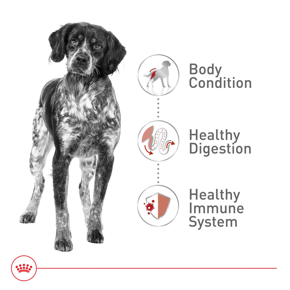 Royal Canin nutrition précise facilitant l absorption avec protéines digestes et fibres.