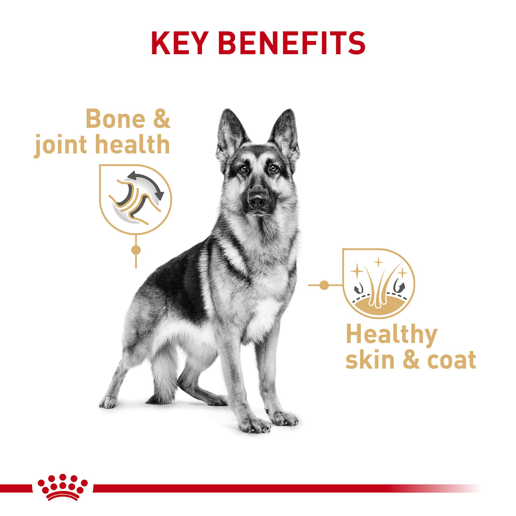 Royal Canin pate lisse berger allemand — texture douce appréciée au repas