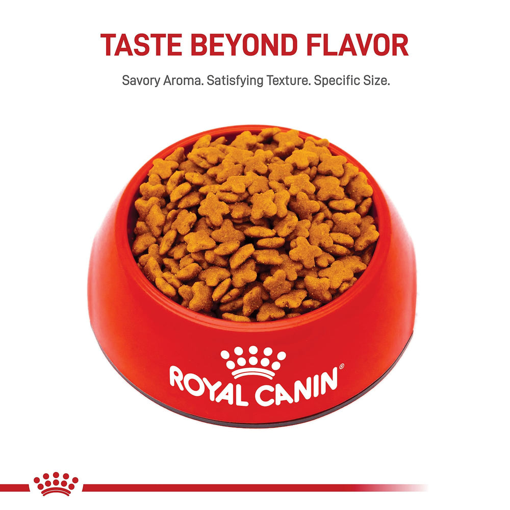Chien adulte de petites races, alimentation adaptée par Royal Canin.